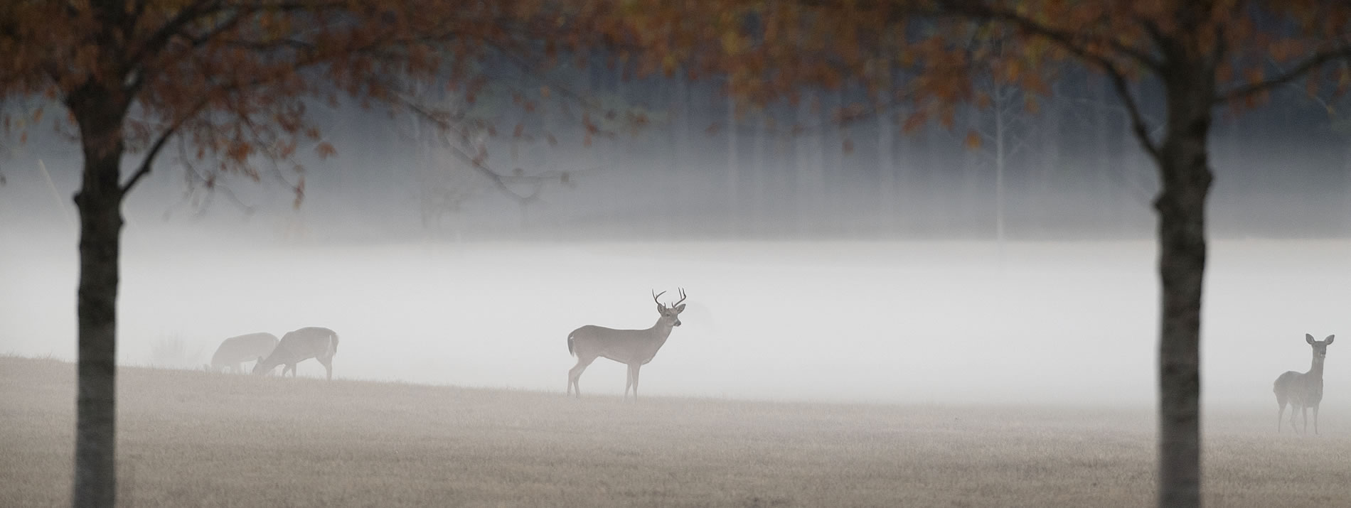 four deer in a foggy field